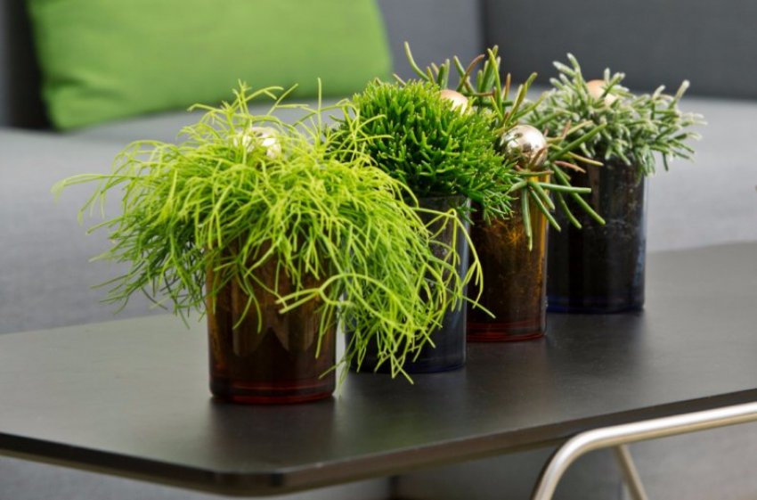 Пересадка ріпсаліс