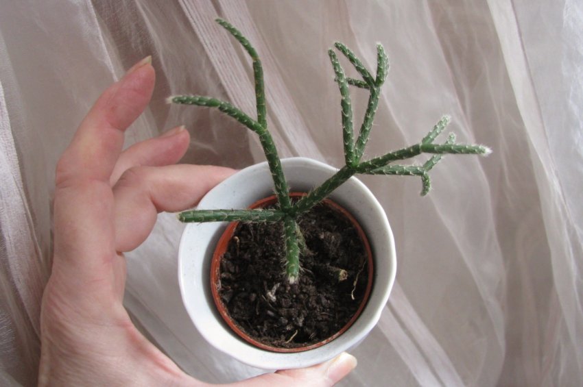 Живцювання ріпсаліс