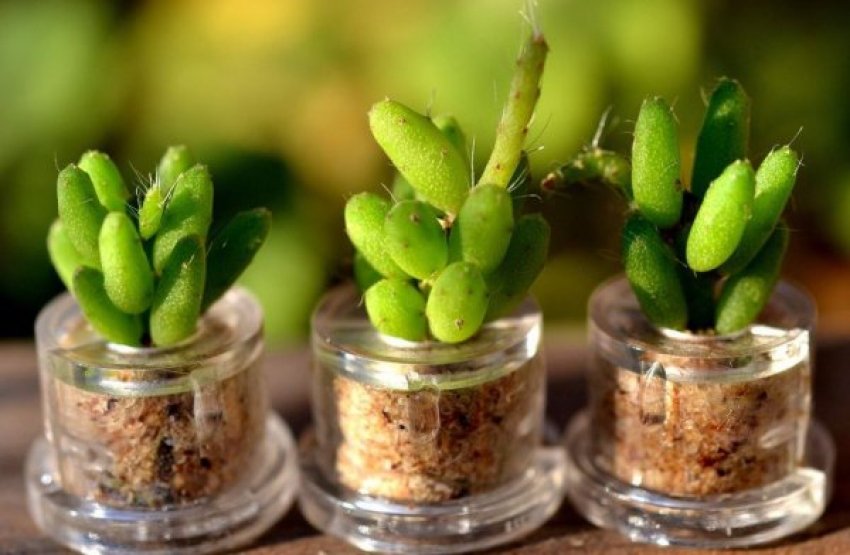 Ріпсаліс з насіння