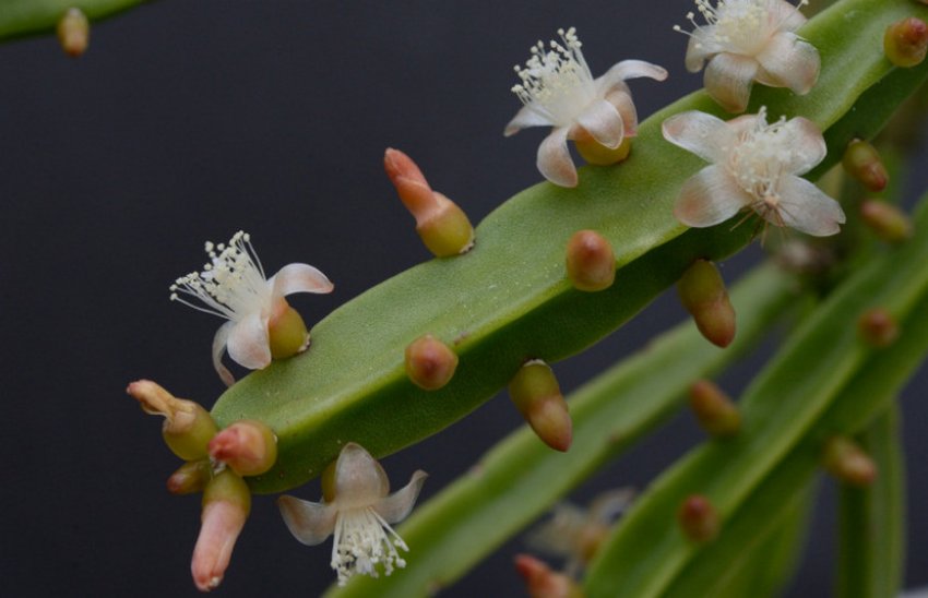 Hatiora pentaptera Hatiora pentaptera