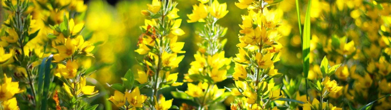 Чим прикрасити сад: 10 красивих багаторічників для дачі