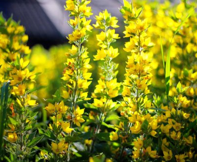 Чим прикрасити сад: 10 красивих багаторічників для дачі