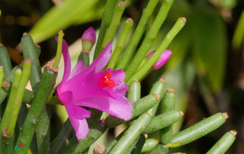 Hatiora herminiae Hatiora herminiae