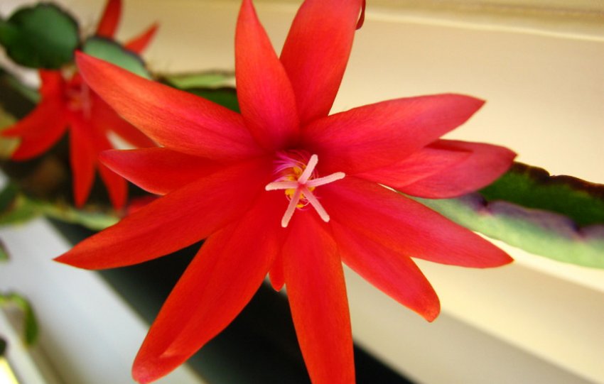 Hatiora gaertneri Hatiora gaertneri