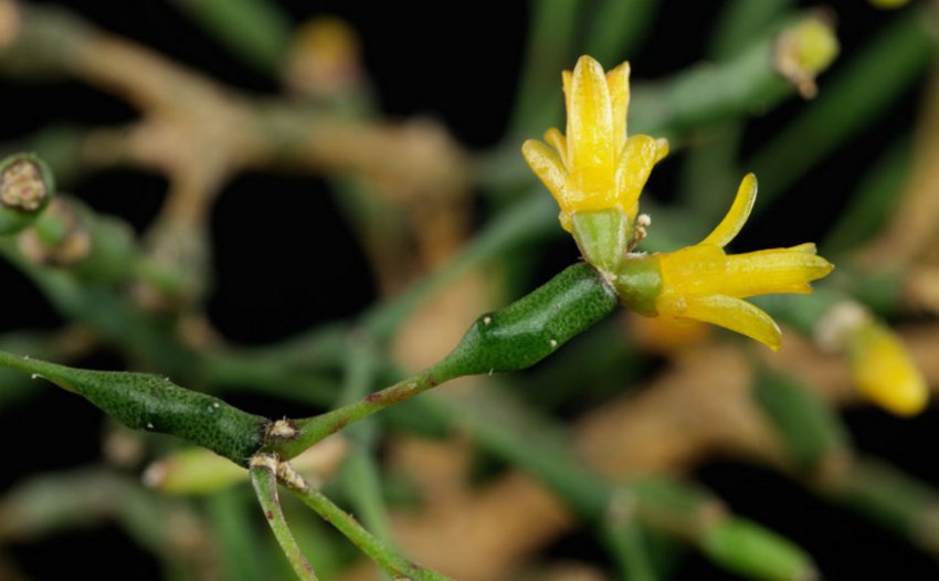 Hatiora salicornioides Hatiora salicornioides