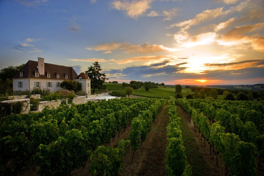 Виробництво винограду в Франції Виробництво винограду в Франції