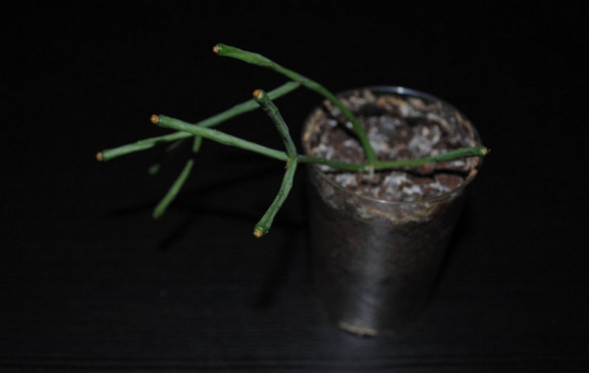 Розмноження живцями Розмноження живцями