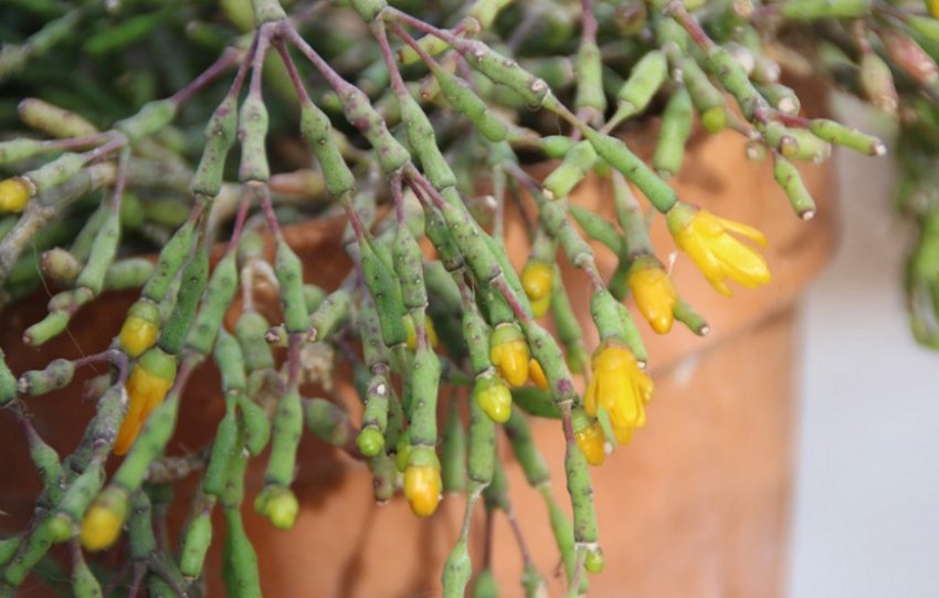 Хатіора Хатіора