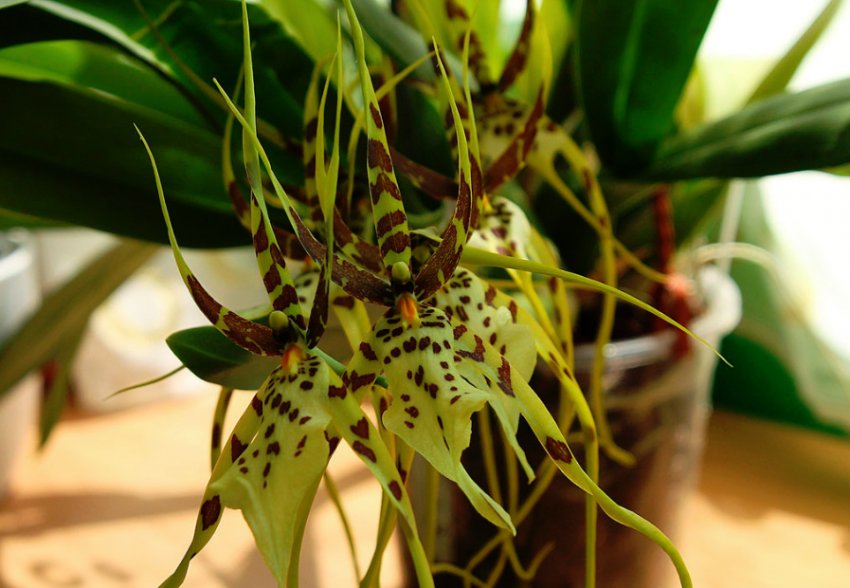 Орхідея Брасия Орхідея Брасия