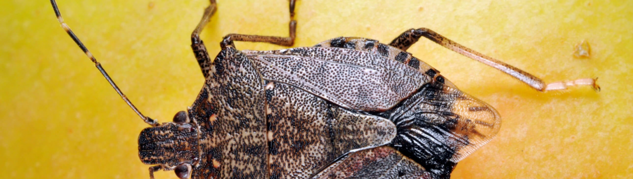 У районі Лейк, США, виявлено інвазивне комаха коричневого кольору з вонючим запахом