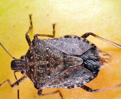 У районі Лейк, США, виявлено інвазивне комаха коричневого кольору з вонючим запахом