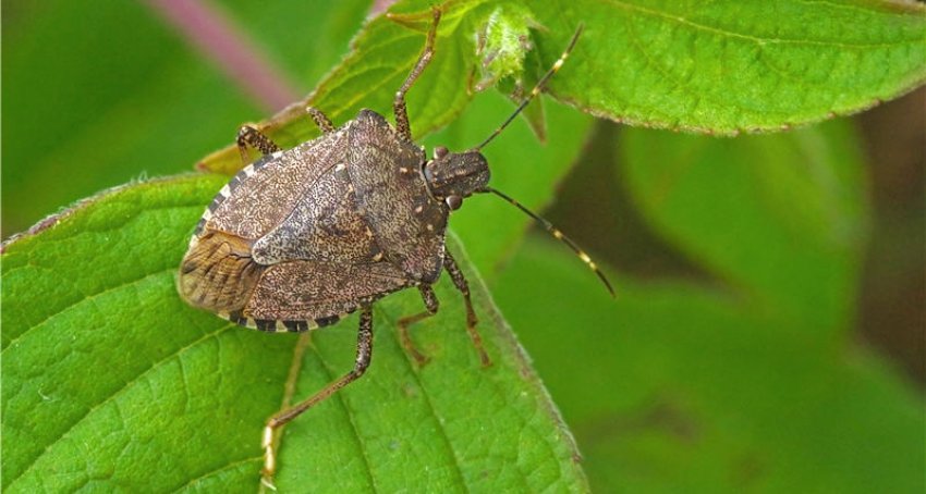 Stinkbug