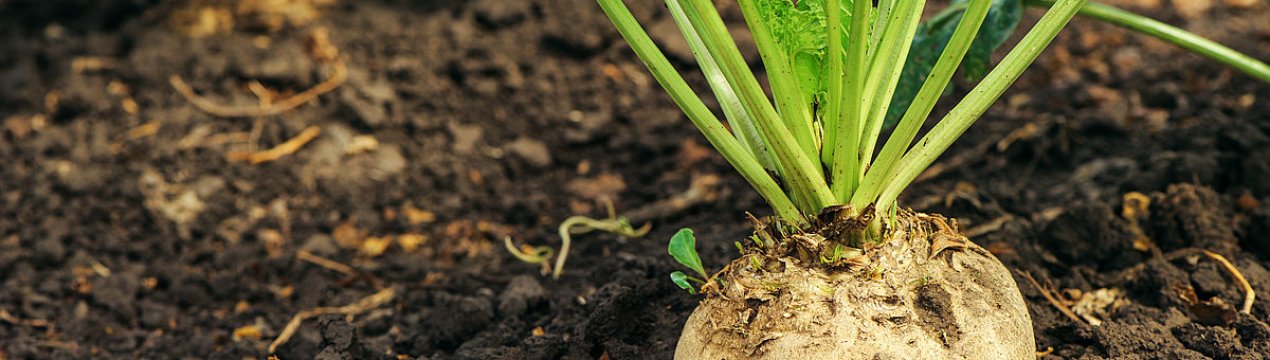 Комісія ЄС очікує, що врожай буряка залишиться практично без змін