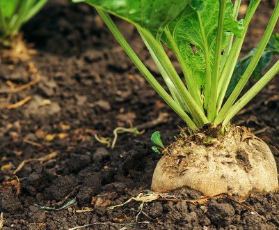 Комісія ЄС очікує, що врожай буряка залишиться практично без змін