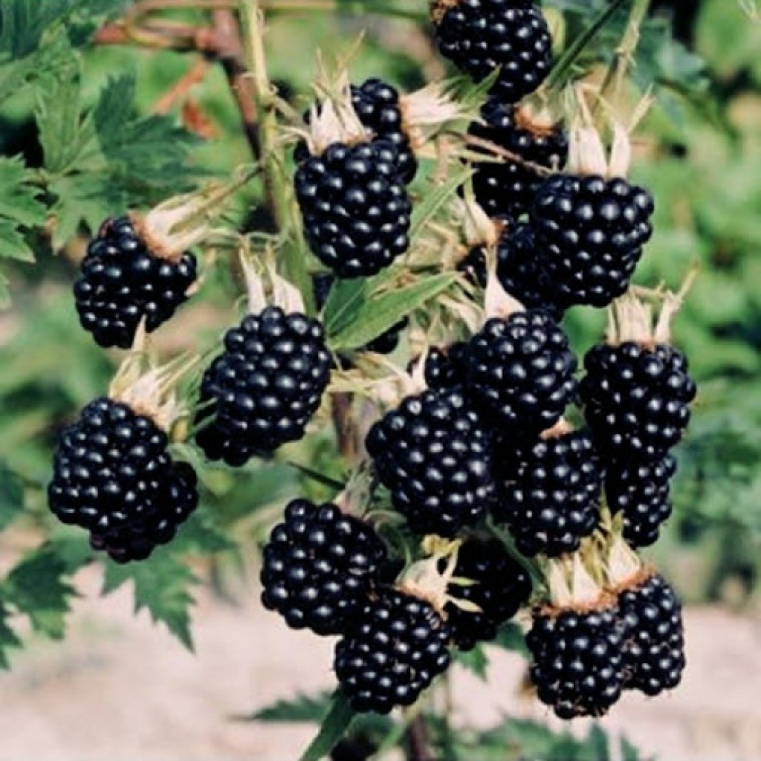  «Freshberry» - 0