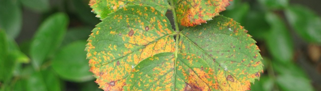 Чим захворіла троянда і як її правильно вилікувати?