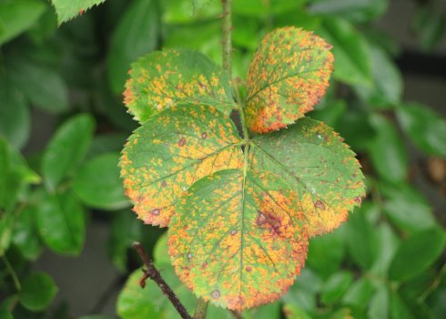 Чим захворіла троянда і як її правильно вилікувати?