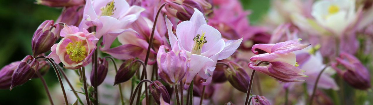 12 тінетривалих багаторічників для вашого саду