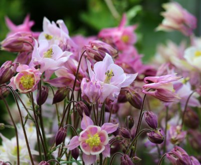 12 тінетривалих багаторічників для вашого саду