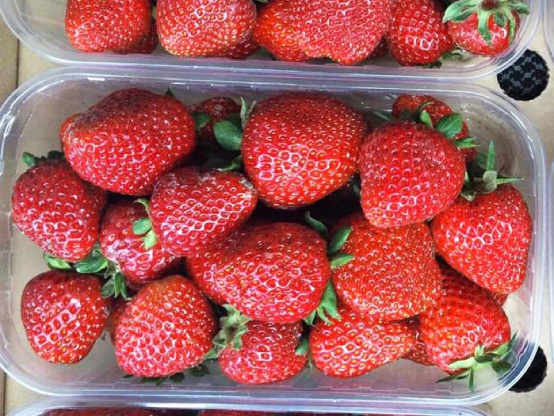  «BestBerry» - 1
