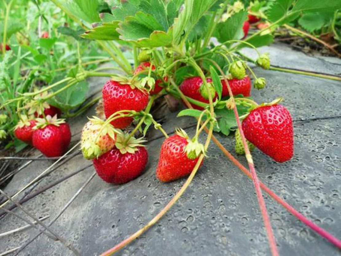  «BestBerry» - 3