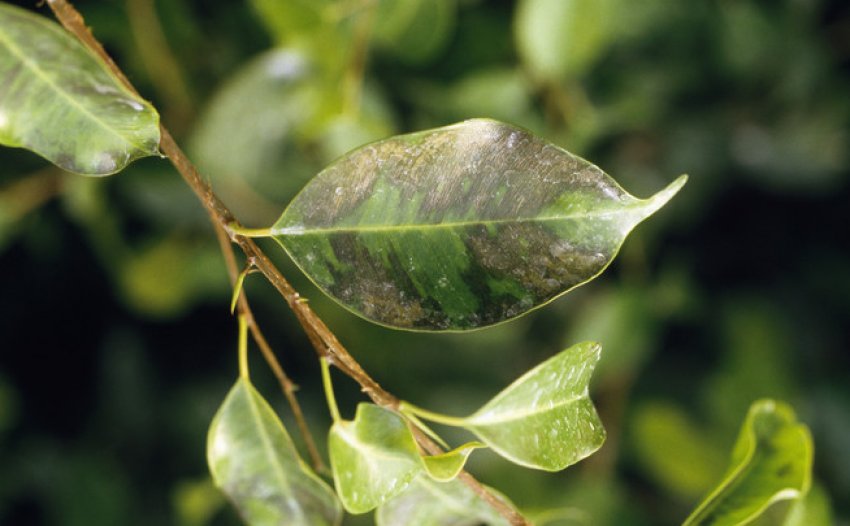 Сажістий гриб