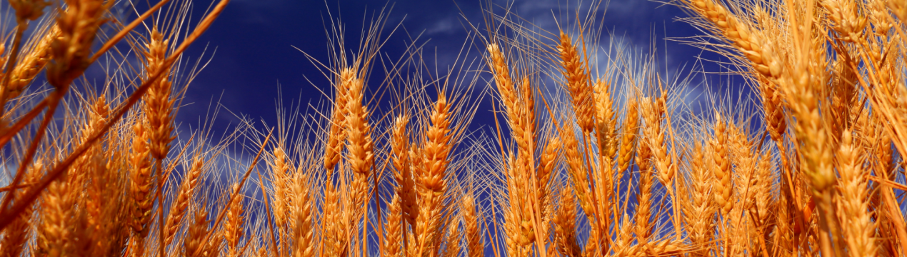 Ріст цін може компенсувати виробникам зерна погану врожайність