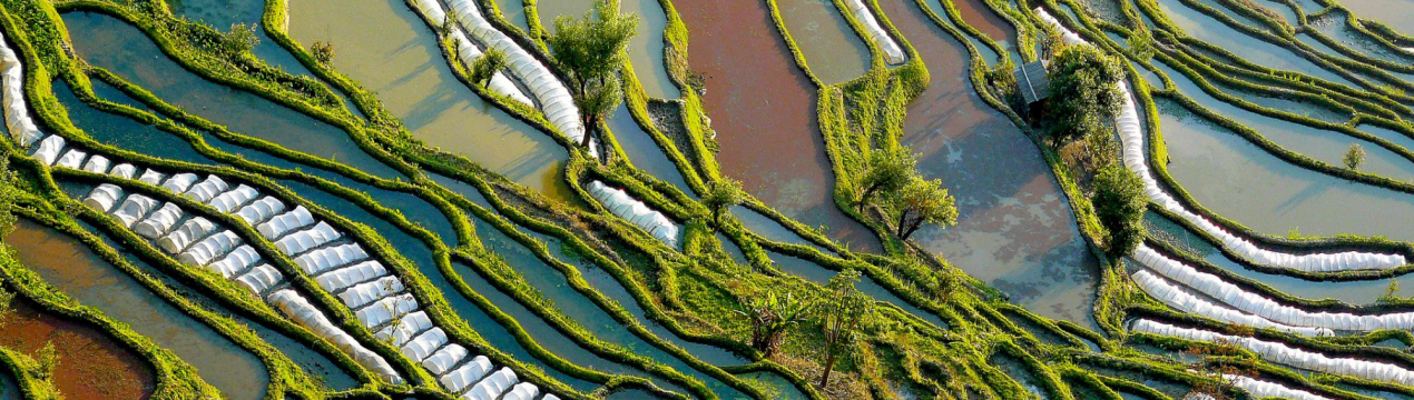 Правительство штата Тамілнад, Індія, визначає 270 нових площ під страхування врожаю