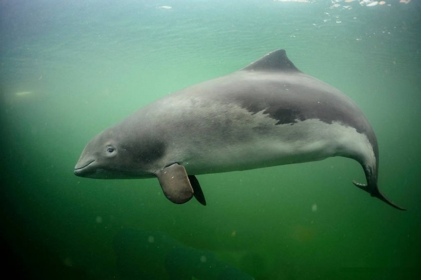 Морська свиня