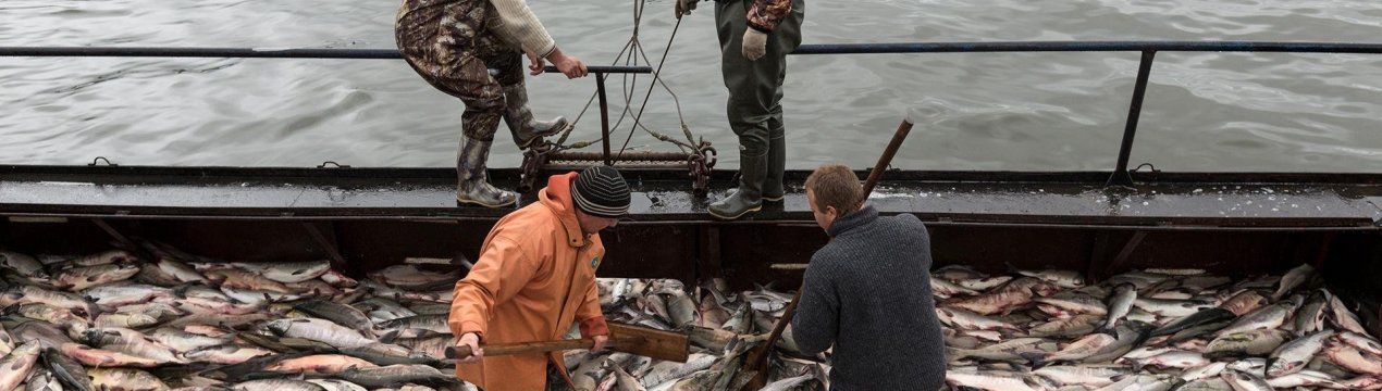 Ґрінпіс протестує проти зайвого рибальства в Балтійському морі