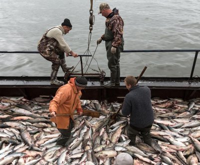 Ґрінпіс протестує проти зайвого рибальства в Балтійському морі