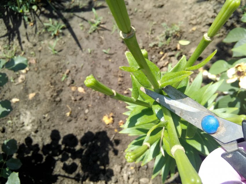 Обрізка квітконоса лілії