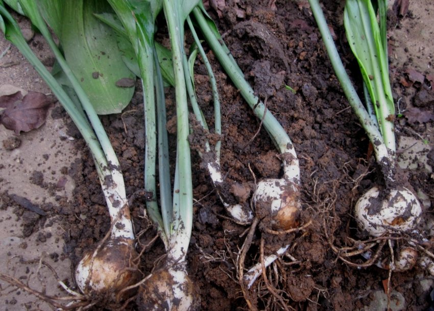 Викачування та пересадка цибулин лілії