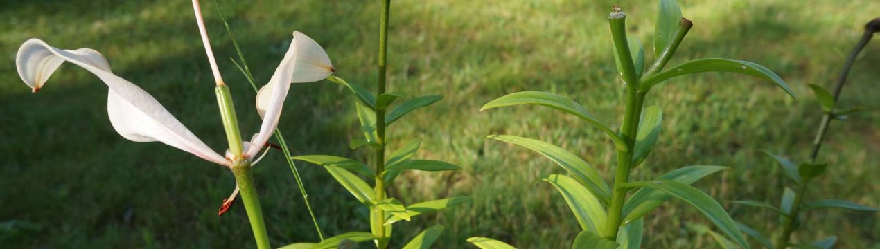 5 важливих процедур після цвітіння лілій