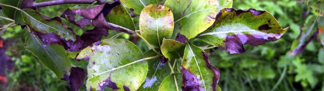 Причини, лікування та профілактика чорних плям на листях яблуні