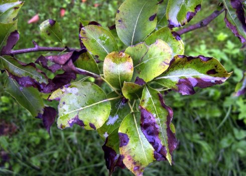 Причины, лечение и профилактика чёрных пятен на листьях яблони