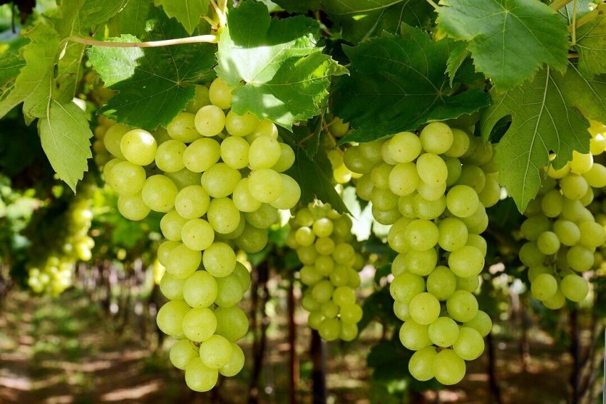 Столовий виноград Столовий виноград