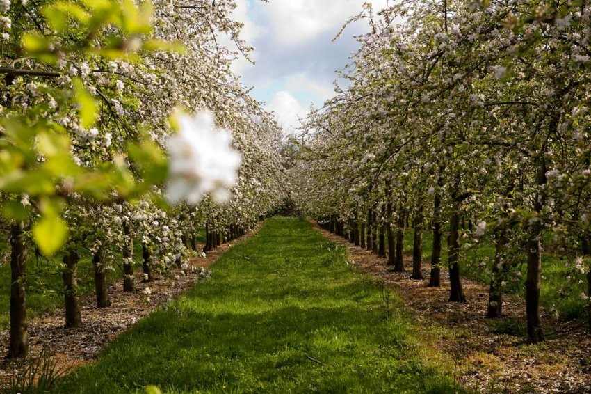 Яблуневий сад Яблуневий сад