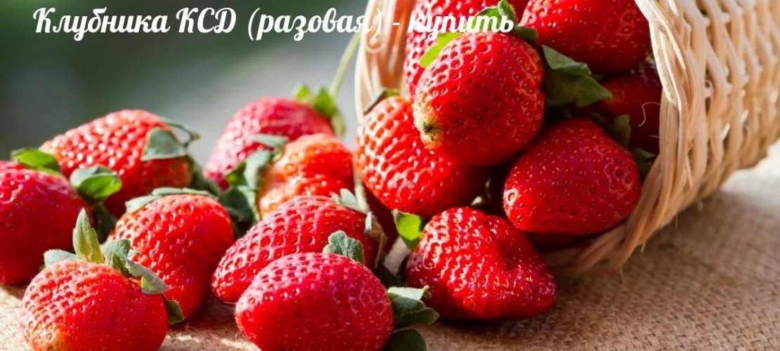 ФХ «Джерело» - 1