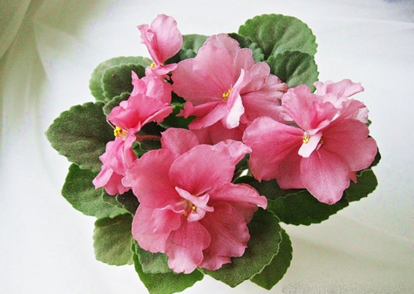 Фіалка «Катюша» Фіалка «Катюша»