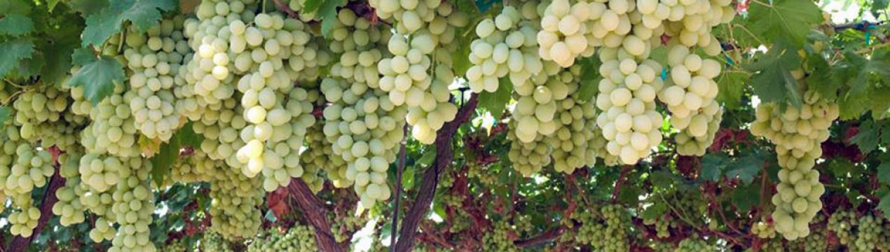 У Європі відчутне сильне присутність єгипетського винограда