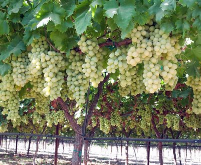 У Європі відчутне сильне присутність єгипетського винограда