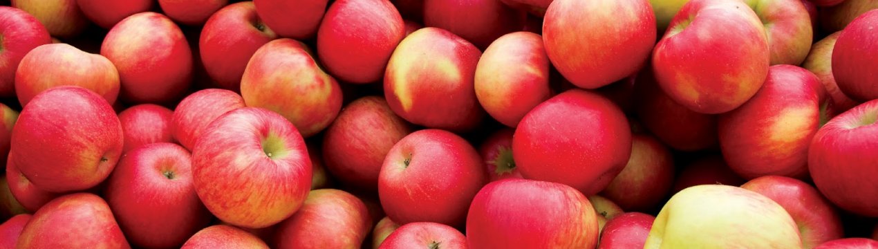 У Польщі врожай яблук значно нижчий, ніж середній за останні 5 років