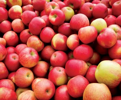 У Польщі врожай яблук значно нижчий, ніж середній за останні 5 років