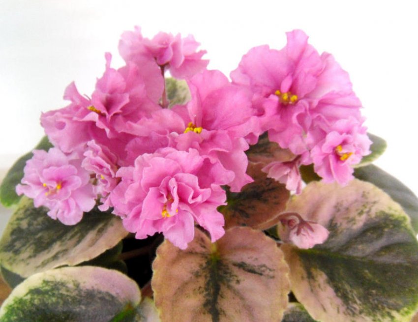 Фіалка «Цукру» Фіалка «Цукру»