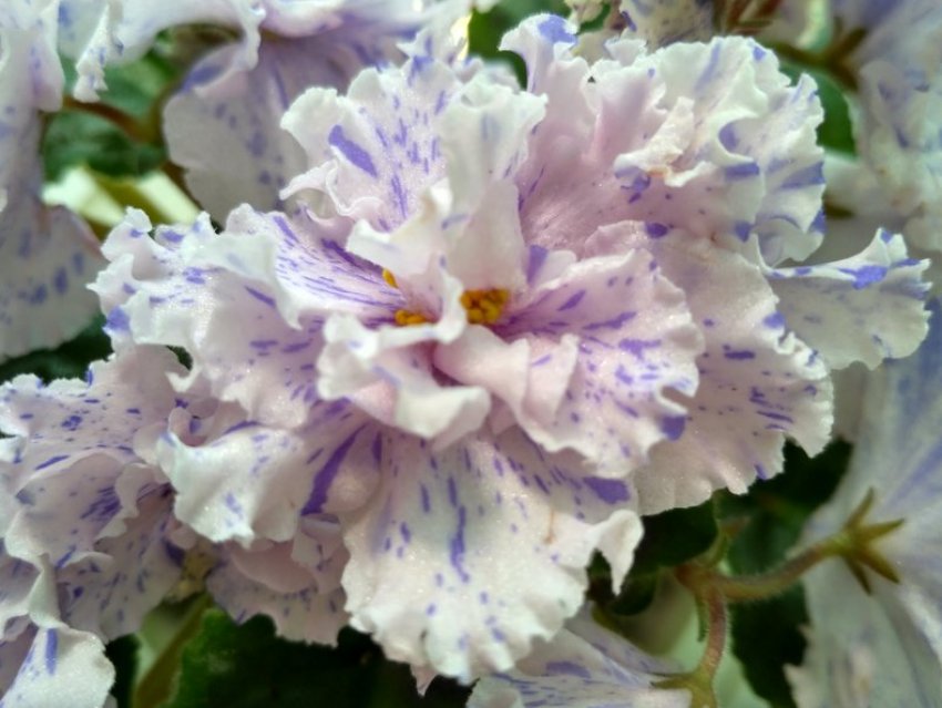 Фіалка «Паша» Фіалка «Паша»