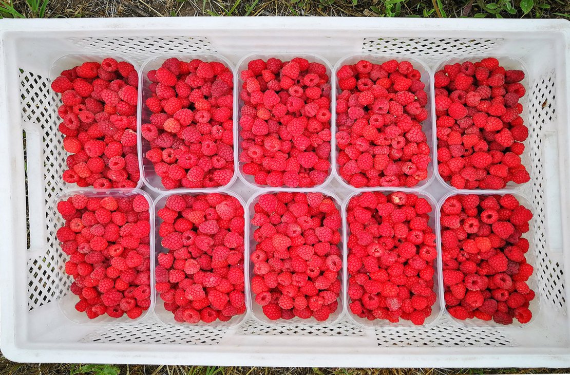 «Wiseberry» - 3