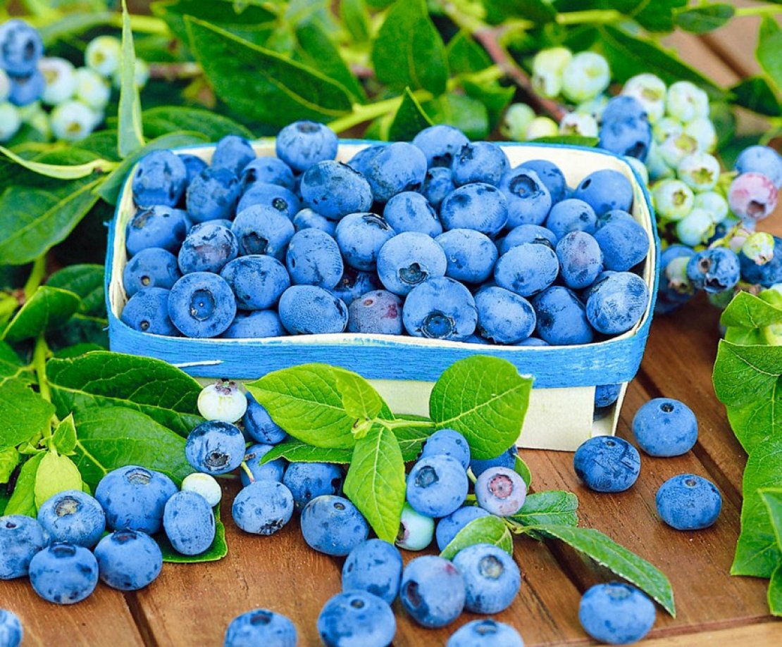 «BlueBerry» - 0