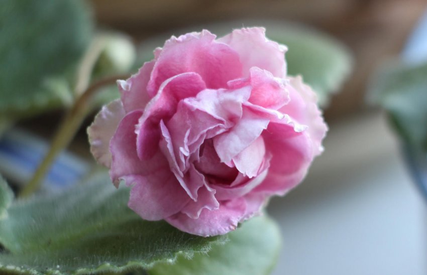 Фіалка «Мадам» Фіалка «Мадам»