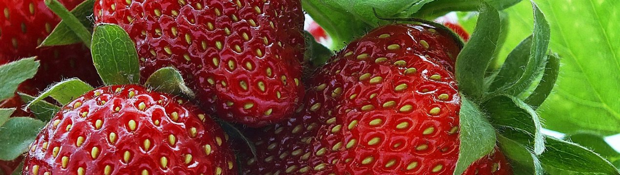 5 найнебезпечніших хвороб полуниці та методи їх лікування